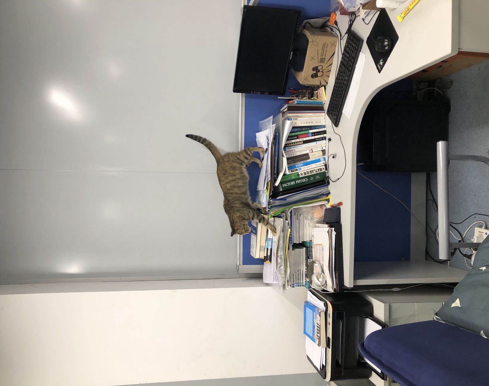 cat